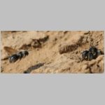 Andrena vaga - Weiden-Sandbiene 19.jpg
